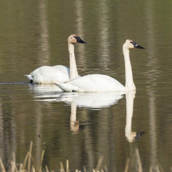 Trumpeter Swan Breeder Pair