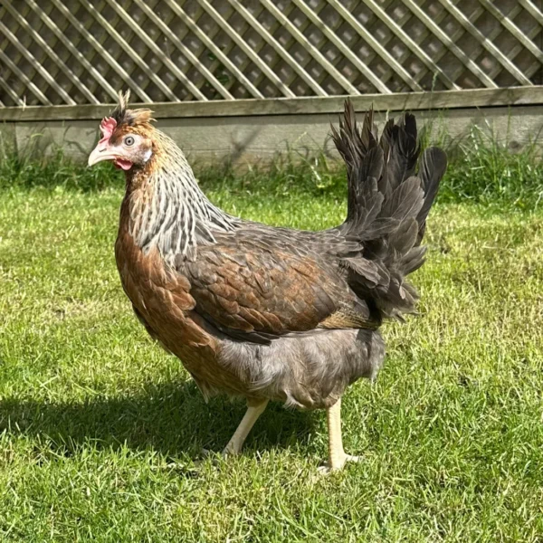 Skyline hen
