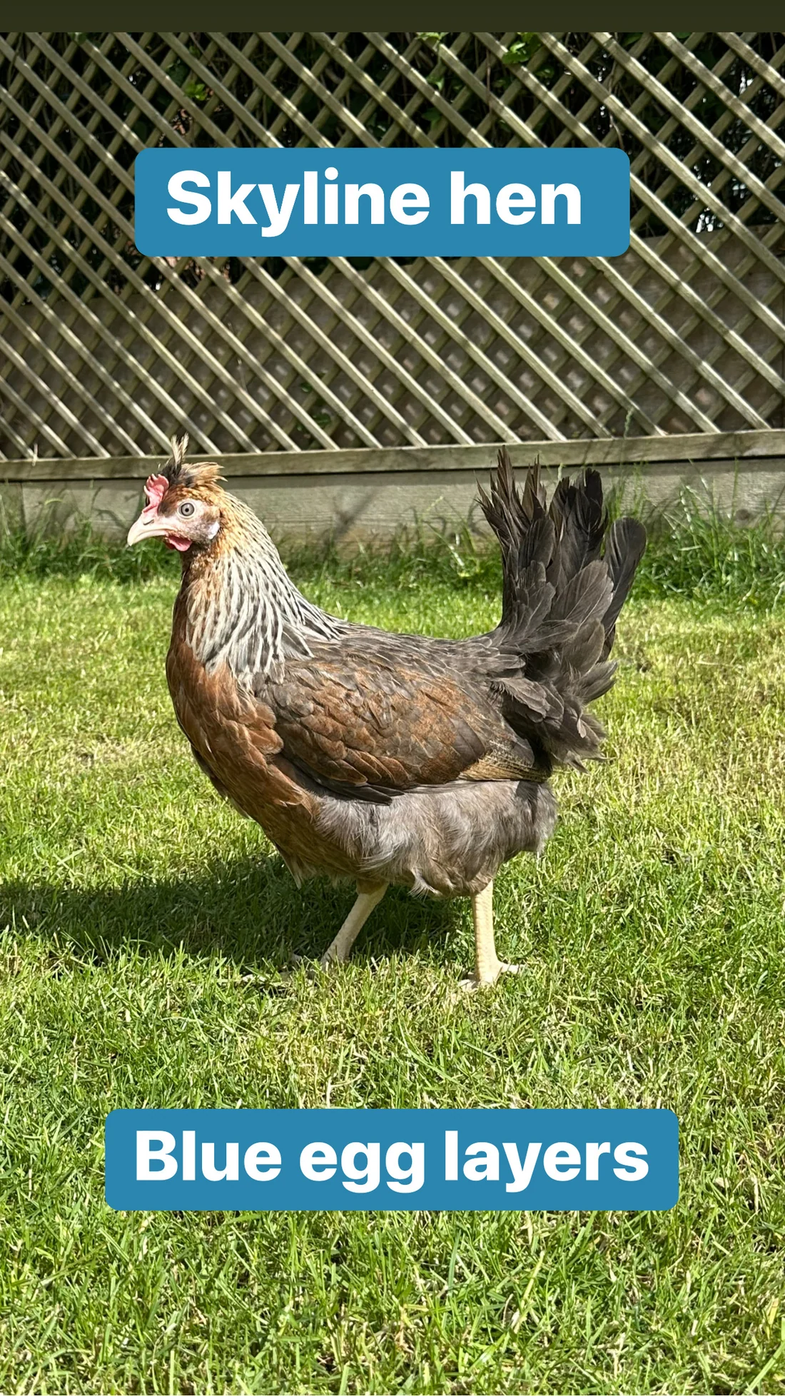 2504776A-CF1B-4B27-B54C-F1C7C3E2E89D Skyline hen - Image 1