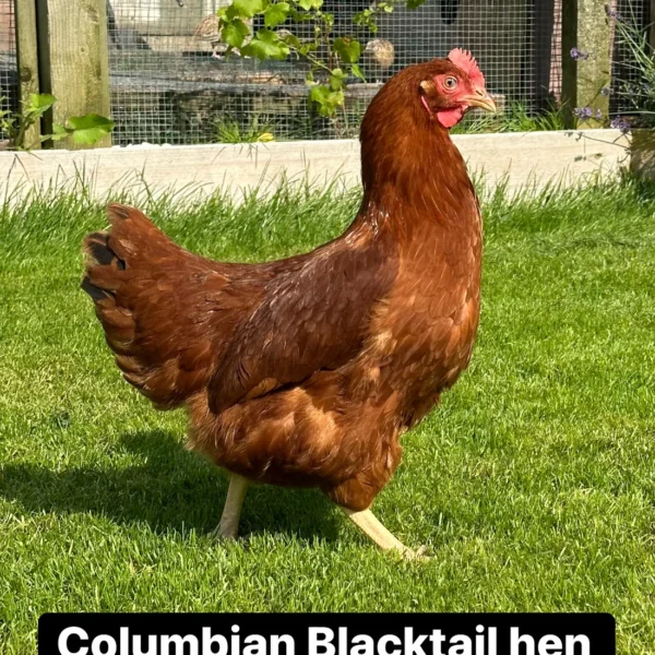 Columbian blacktail hen