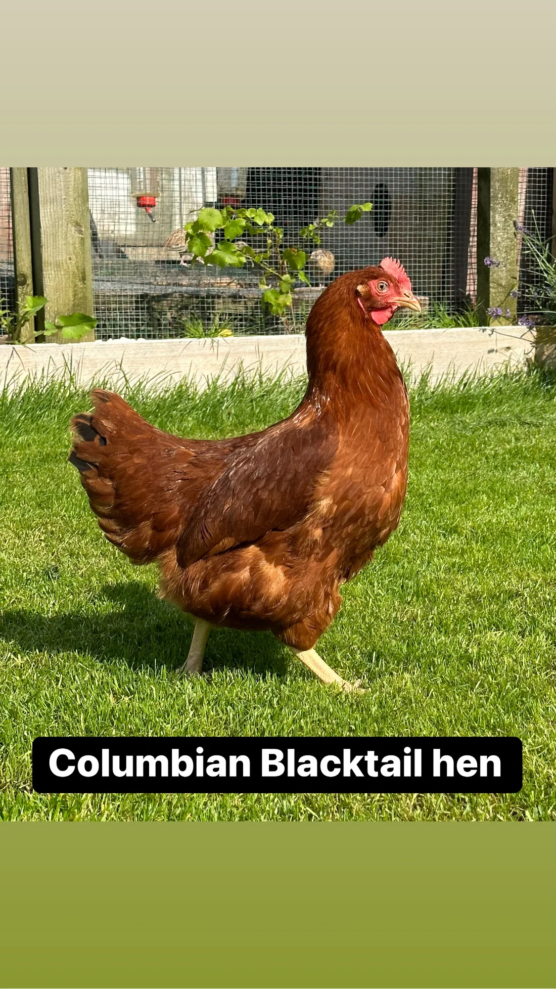 2A702319-670D-4F70-B22A-FCB438785AA3 Columbian blacktail hen - Image 1