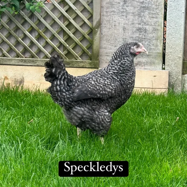 Speckledy hen