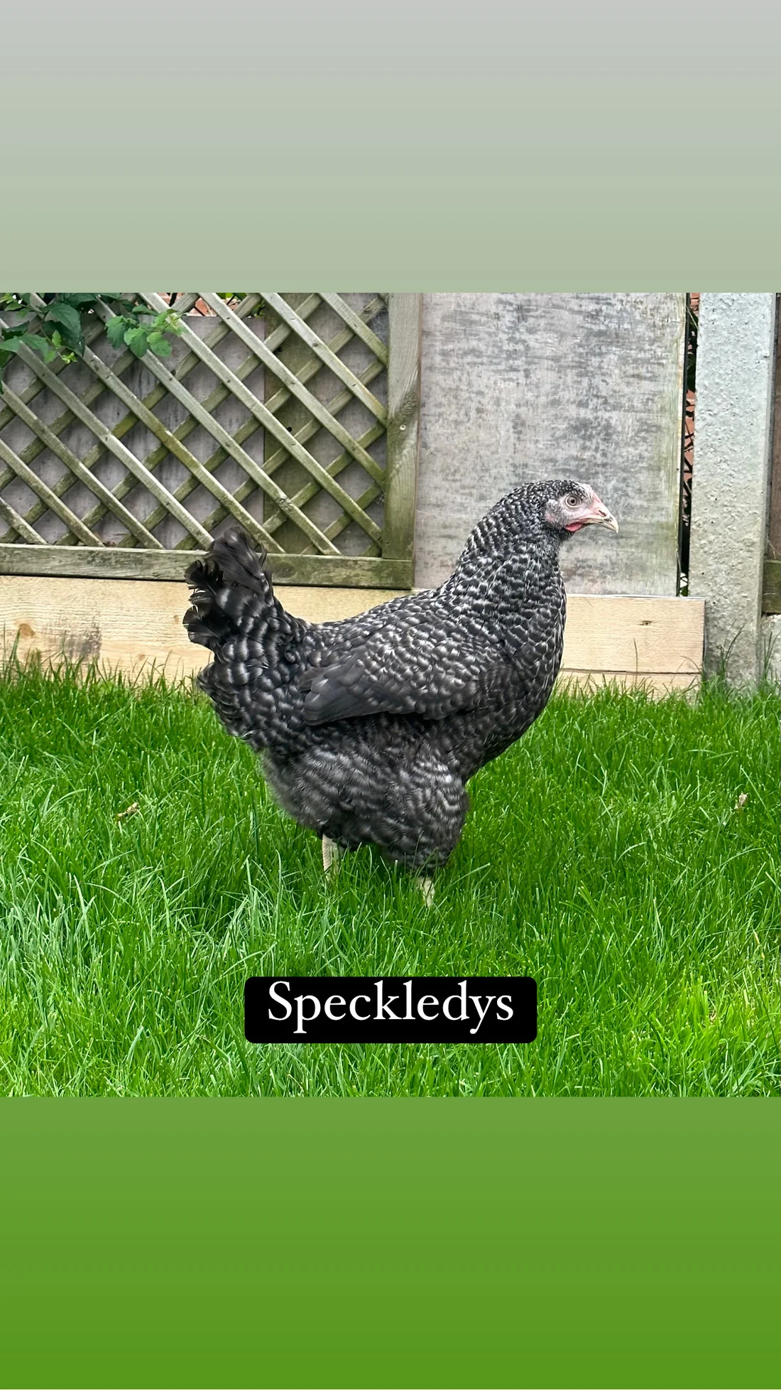 2E193C70-21FD-4A4C-908B-954CC68E63C0 Speckledy hen - Image 1