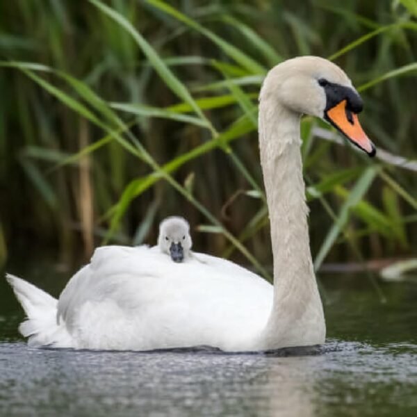 White Mute Swan Yearling Pair