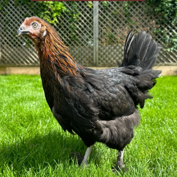 Burford brown hen