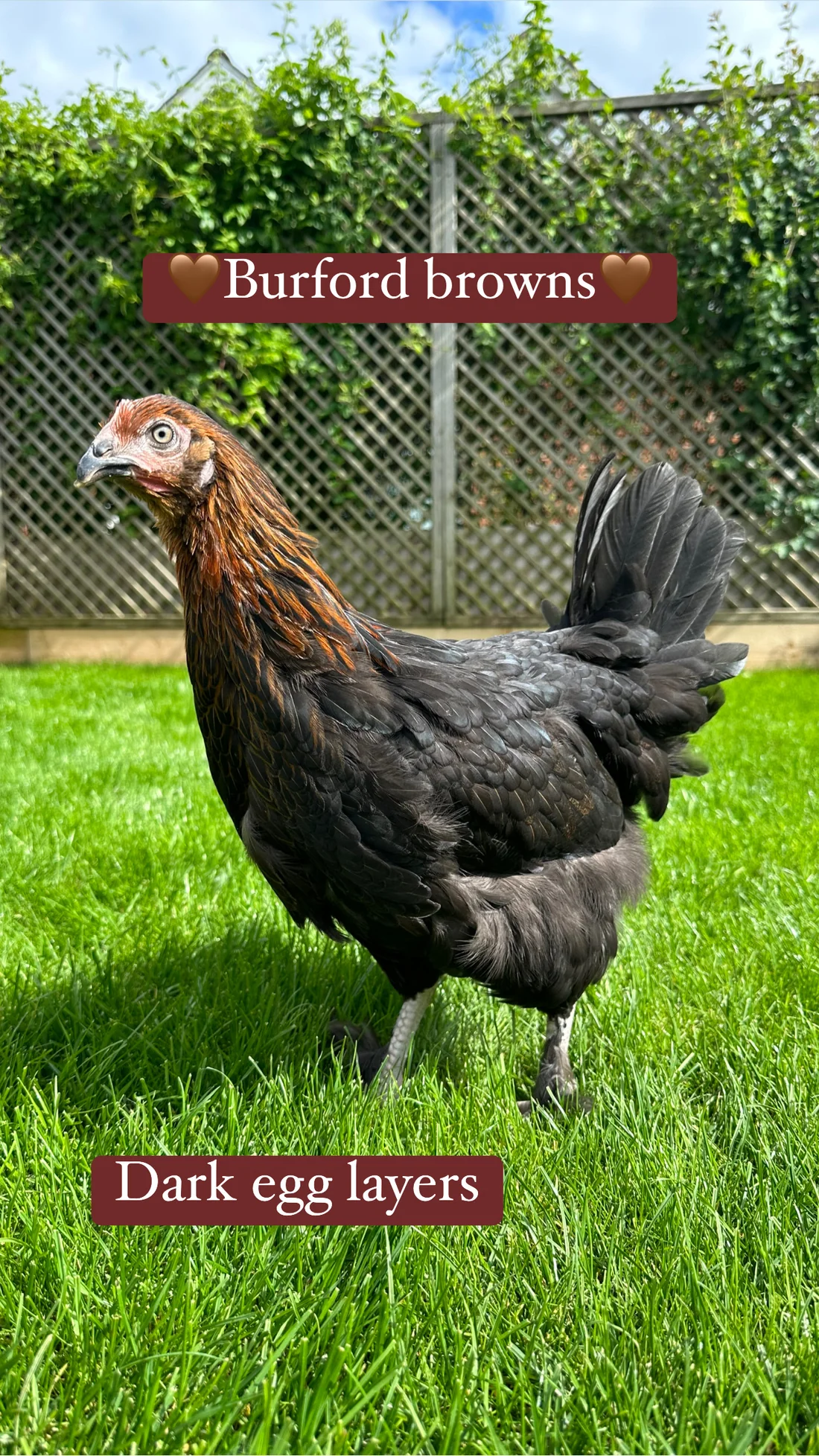 56401651-7897-4F55-82A8-681CFB0103E1 Burford brown hen - Image 1