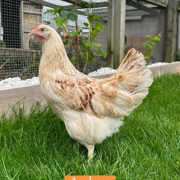 Amber hen