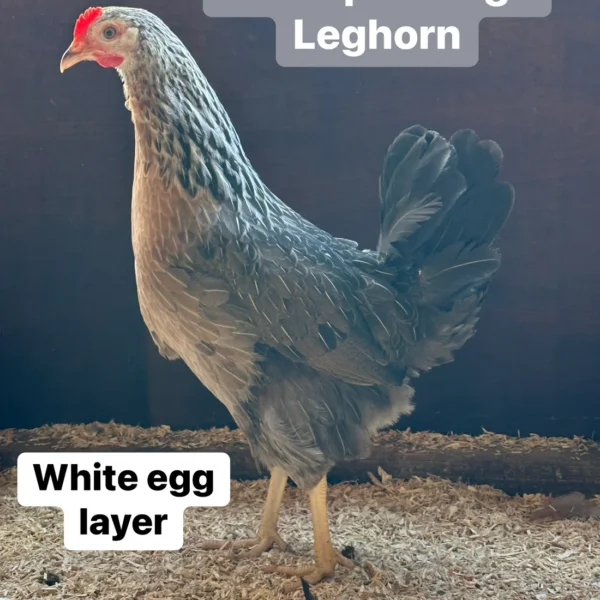 Silver Partridge Leghorn hen