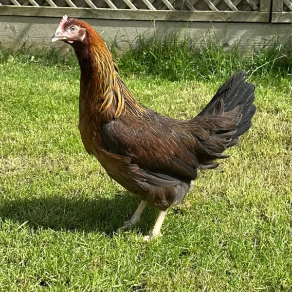 Welsumer star hen