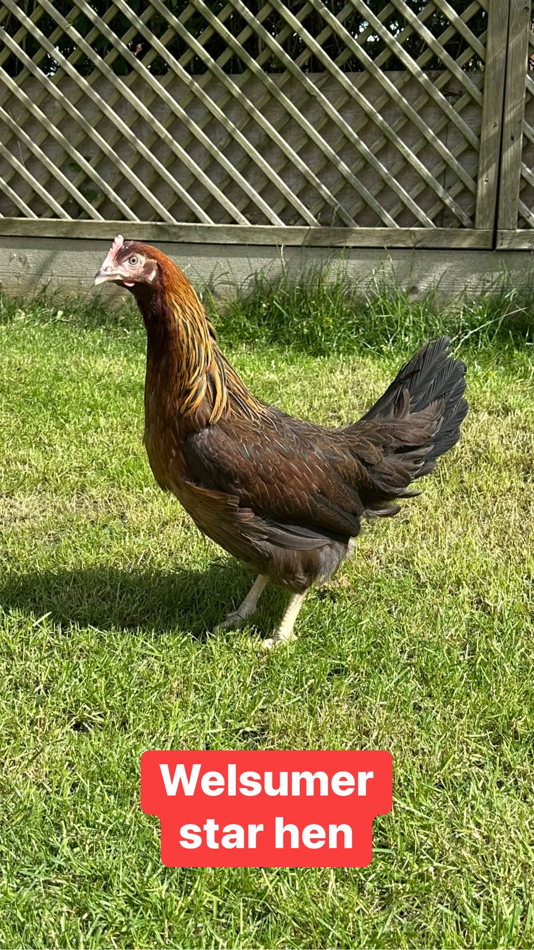 7B51D6FD-4974-4E1A-90BB-D525225EF364 Welsumer star hen - Image 1