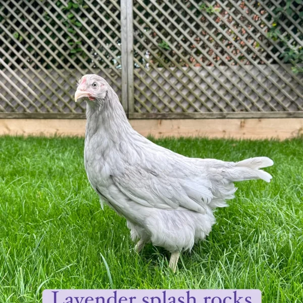 Lavender splash rock hen