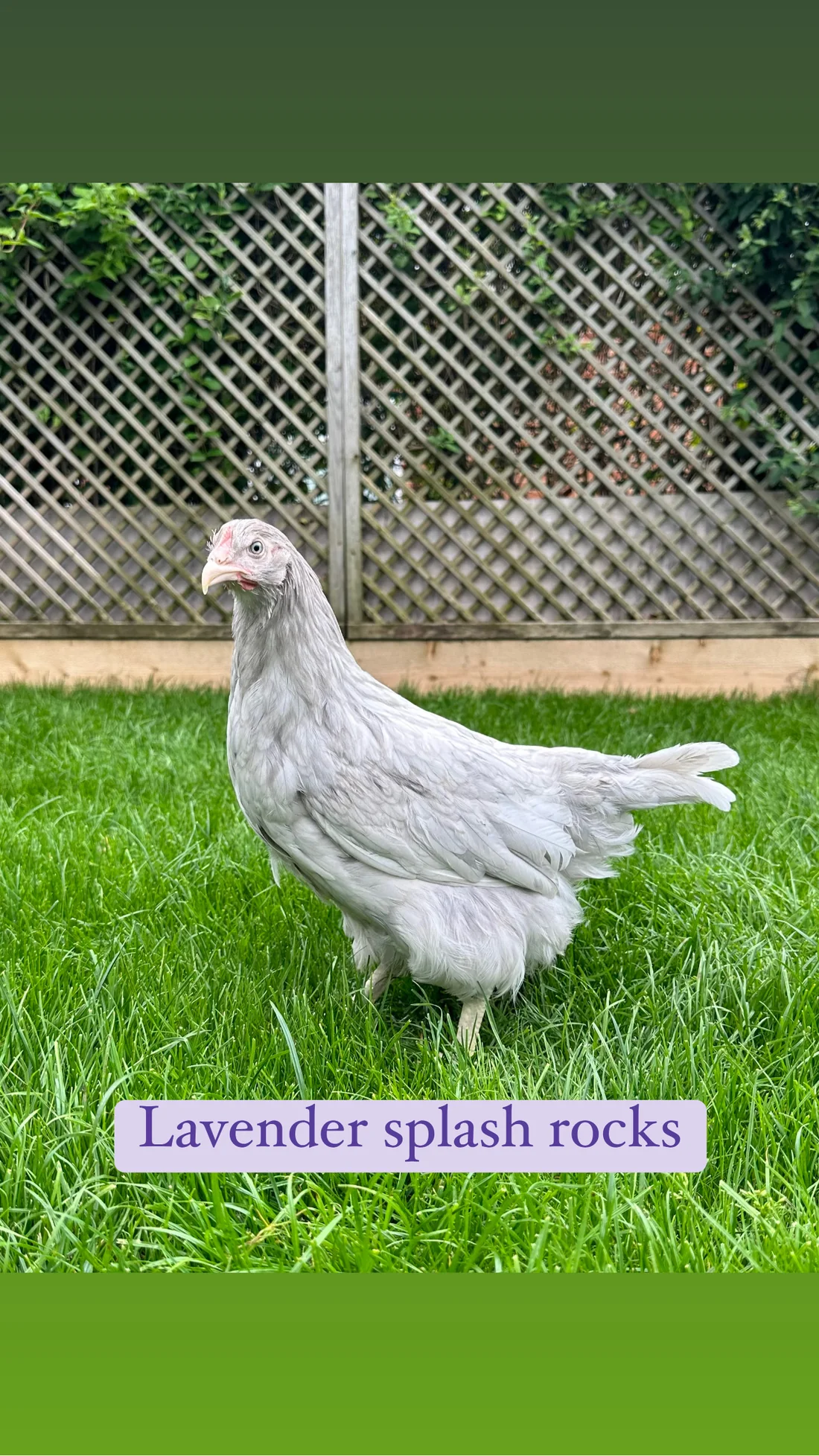 878C15E5-6978-4947-BF90-300D8269A6E7 Lavender splash rock hen - Image 1