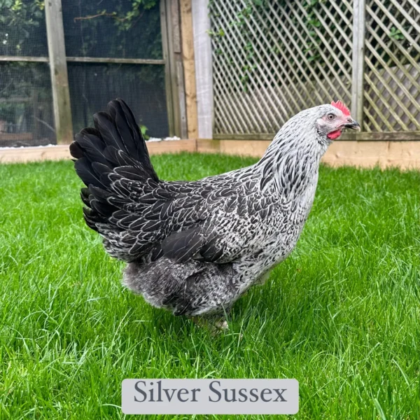Silver Sussex hen