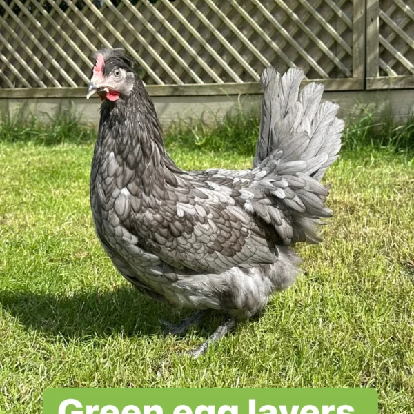 Oliver egger hen