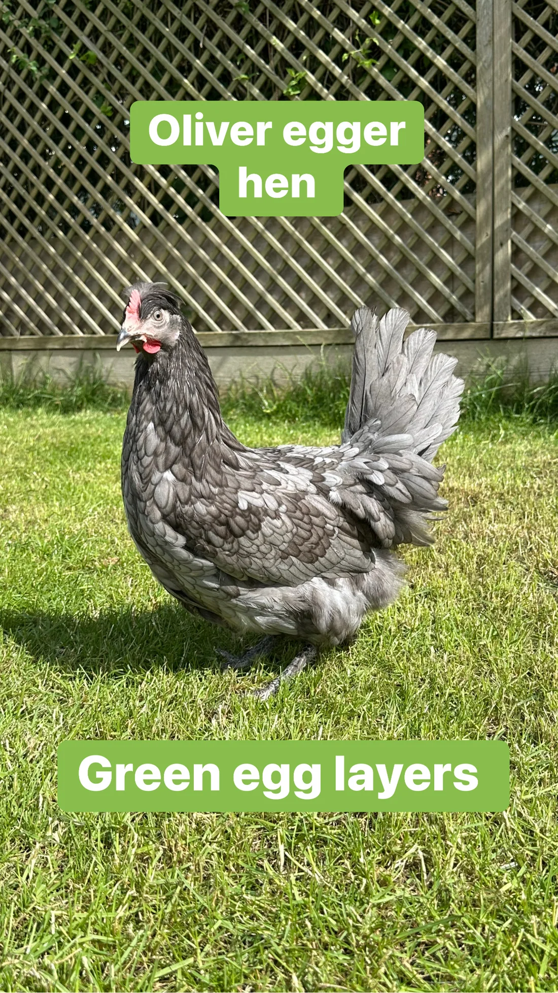 89E64507-6EC7-4075-B1B1-DF6DC5F014B5 Oliver egger hen - Image 1