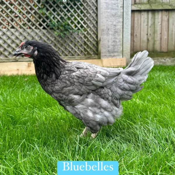 Bluebell hen