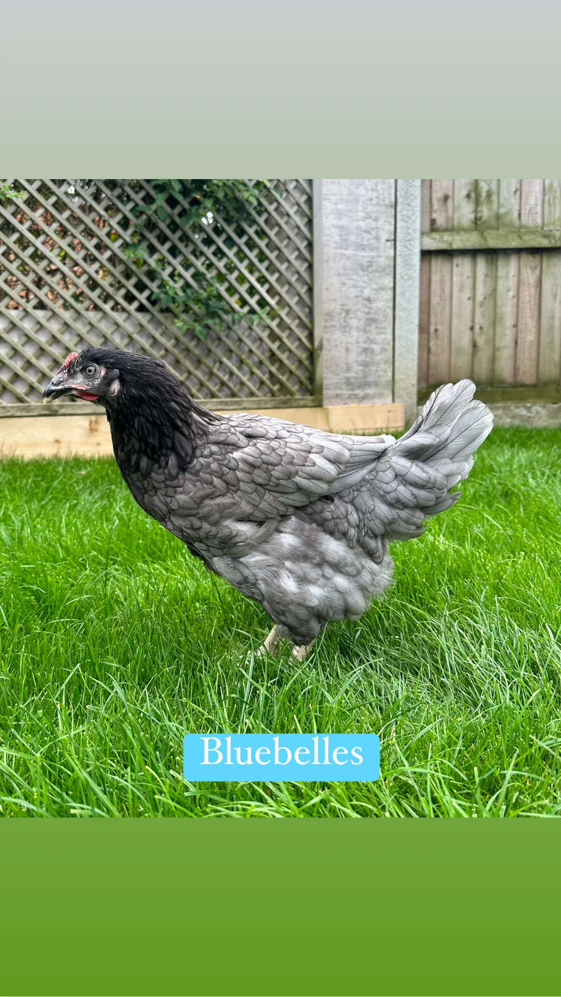 90BEF4F3-DDC6-4ADF-8409-A11B5D0331A0 Bluebell hen - Image 1
