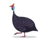 Guinea Fowls