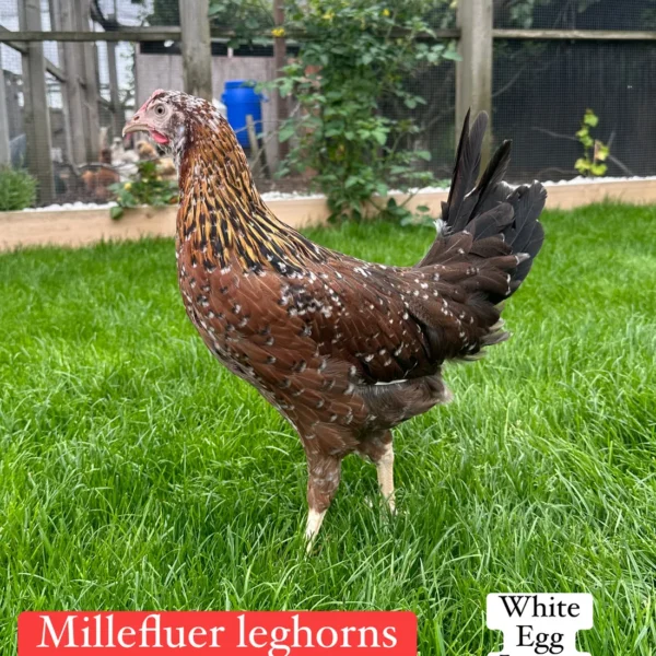 Millefluer leghorn hen