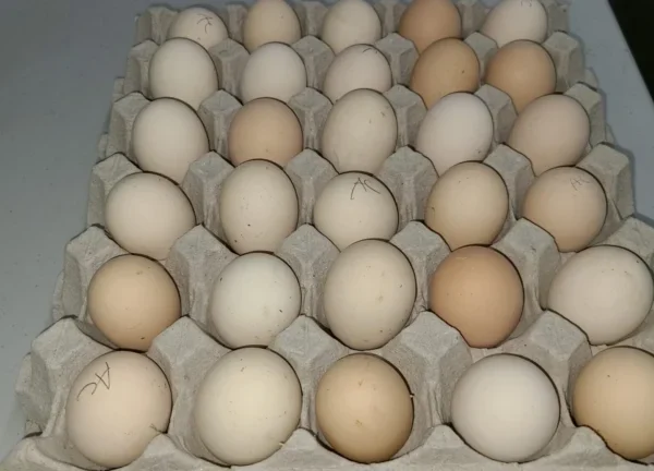 Ayam Cemani Hatching Eggs