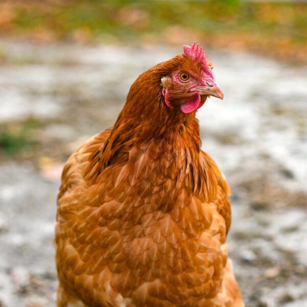 Brown Egg Layer Chickens