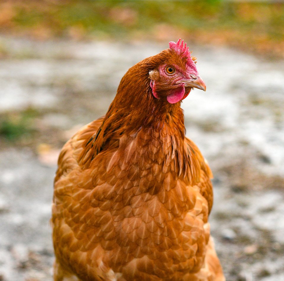 BEL2 Brown Egg Layer Chickens - Image 1