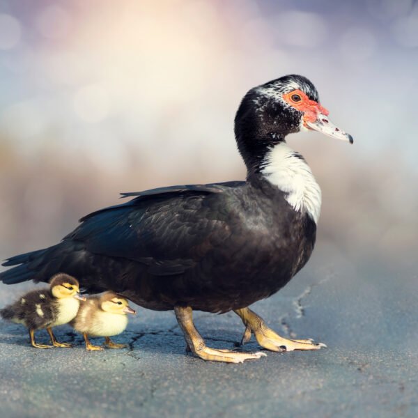 Muscovy - Black Duck