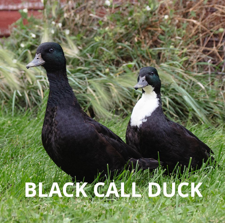 Blackwithwords Call Ducks - Image 1