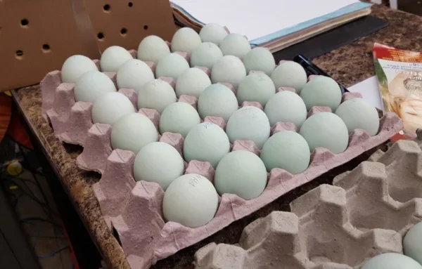 Blue Egger™ Hatching Eggs