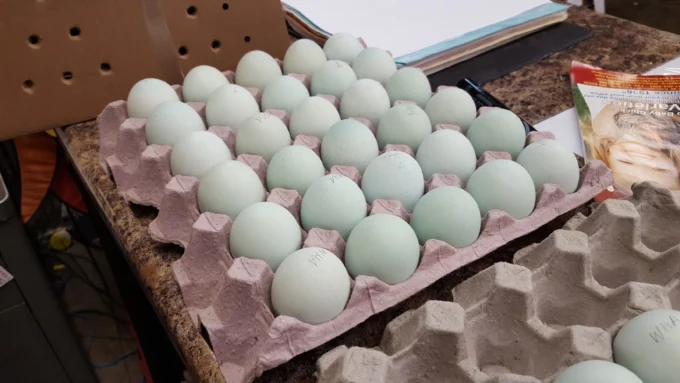 Blue-Egger™-680x383.jpeg Blue Egger™ Hatching Eggs - Image 1