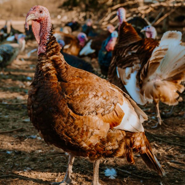Bourbon Red Turkeys