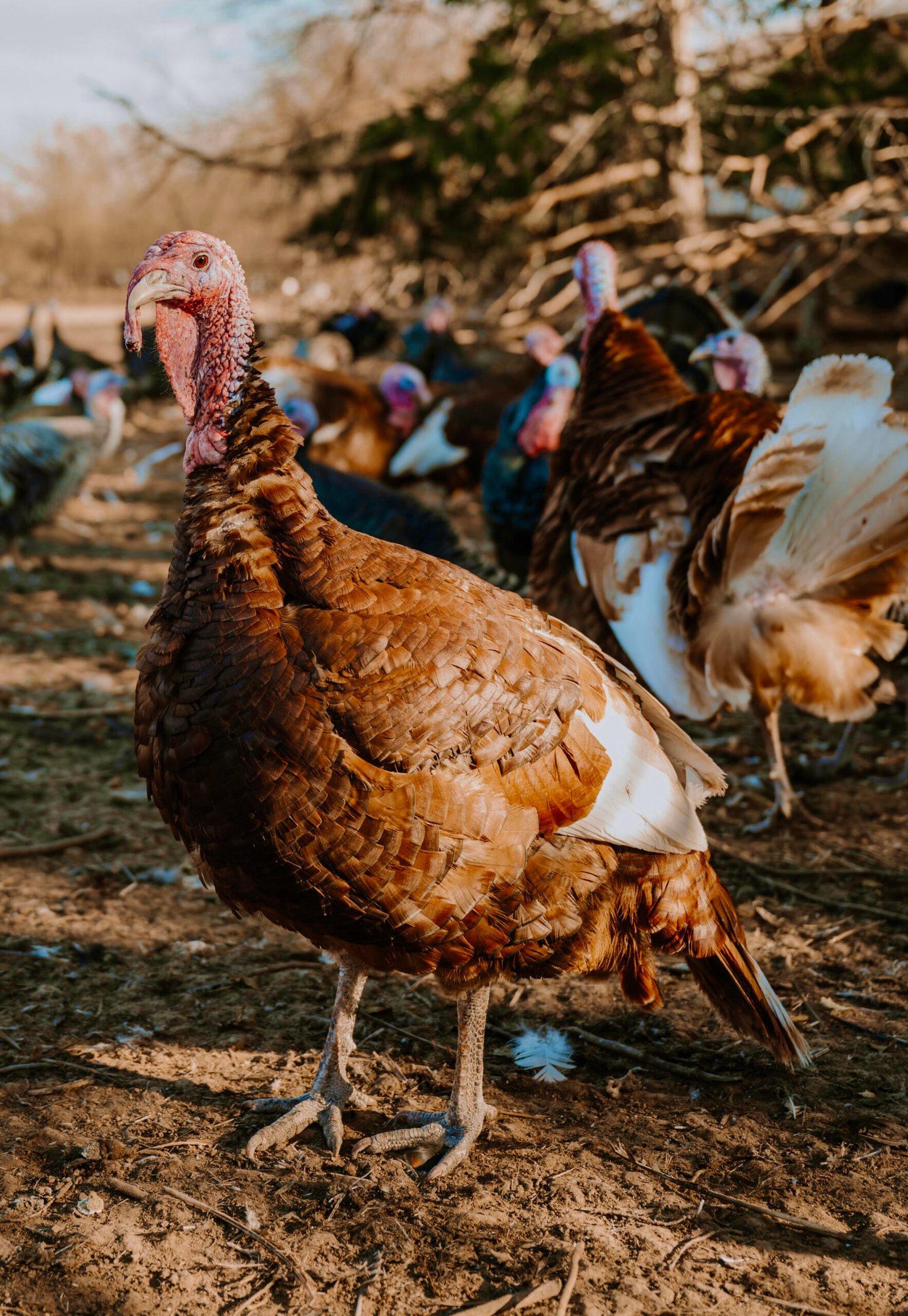 Bourbon-Re-turkey-1 Bourbon Red Turkeys - Image 1