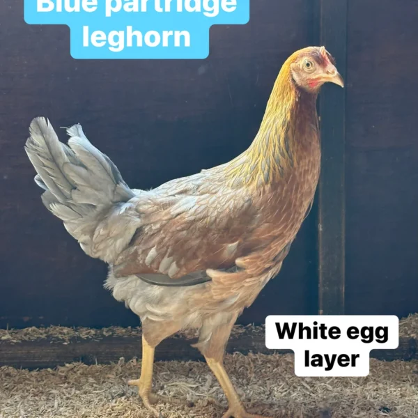 Blue Partridge leghorn hen