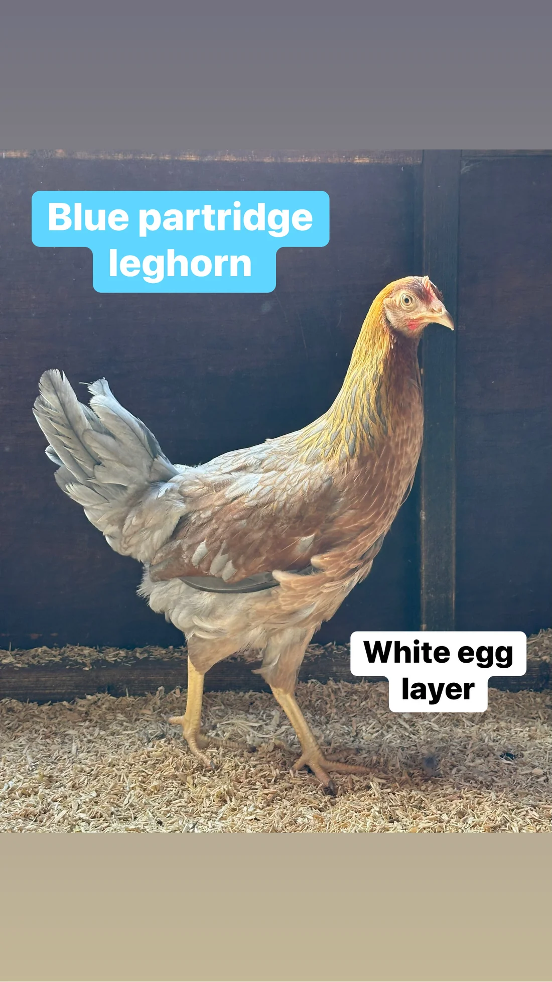 C2EAD447-9325-4CEB-AB06-09B03C3DBD6D Blue Partridge leghorn hen - Image 1
