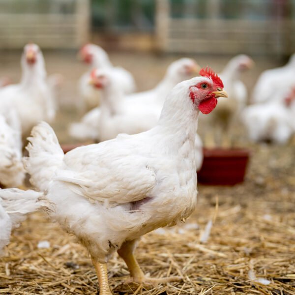 Cornish Cross Chickens