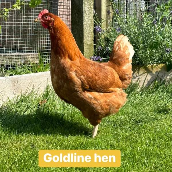 Goldline hens