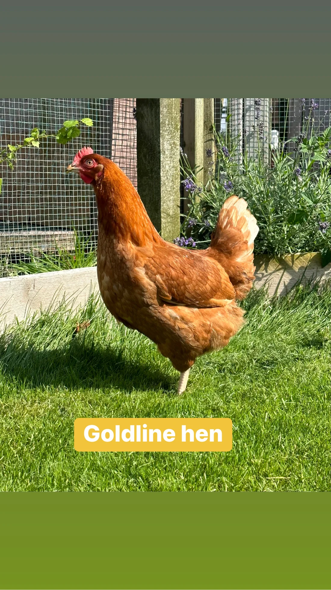 CCD0DF5E-83BA-4264-8426-0F8BE338E9FC Goldline hens - Image 1