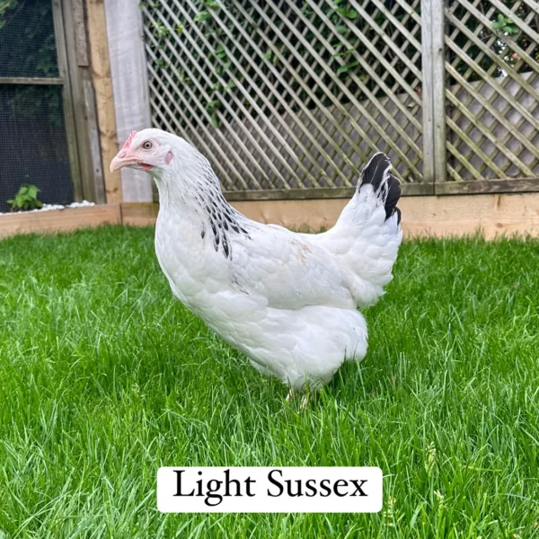 Light Sussex hen