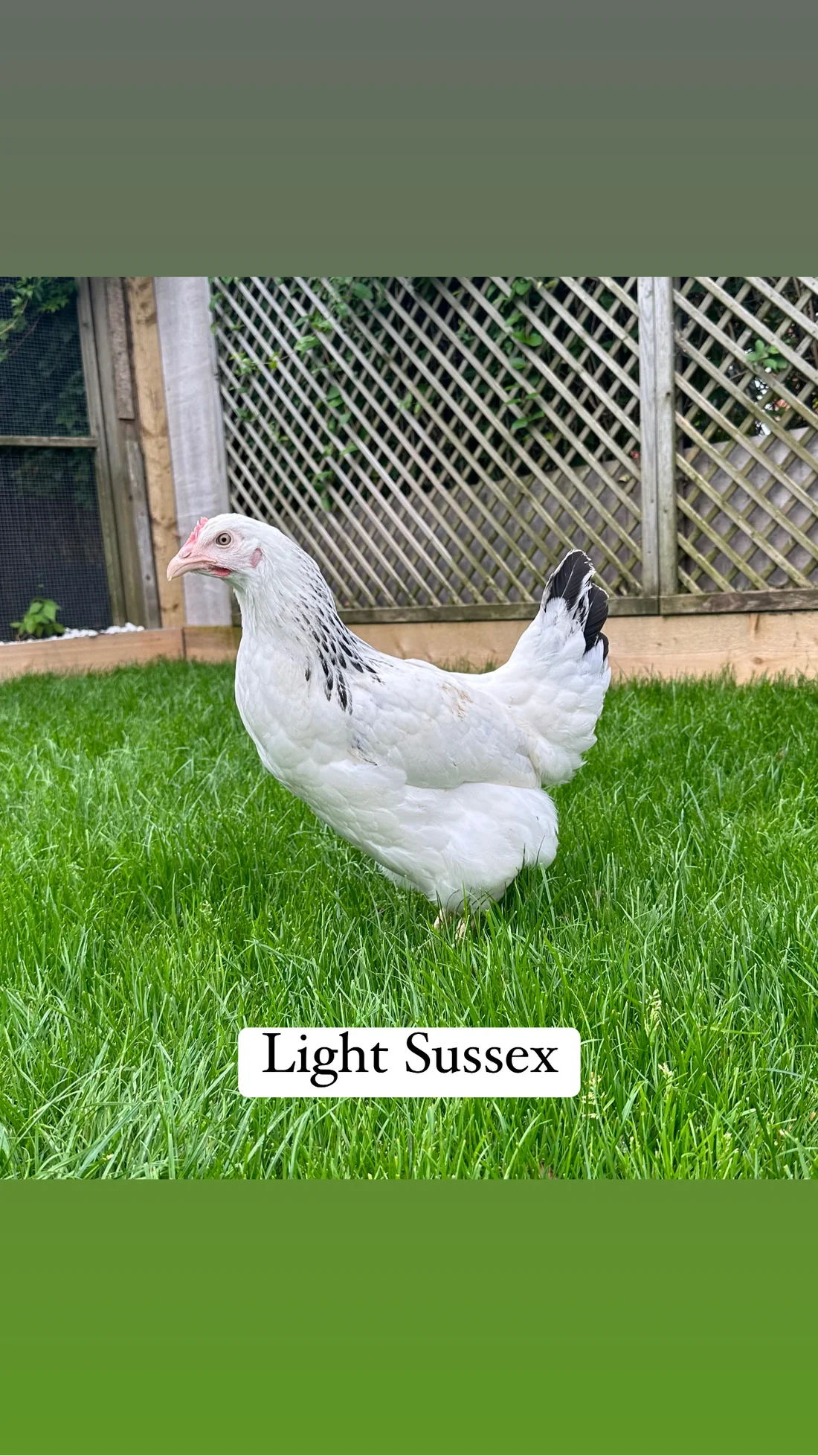 CF695480-8DB9-436D-9546-CE3F8F22D025 Light Sussex hen - Image 1