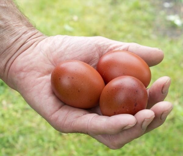 Chocolate Egger™ Hatching Eggs