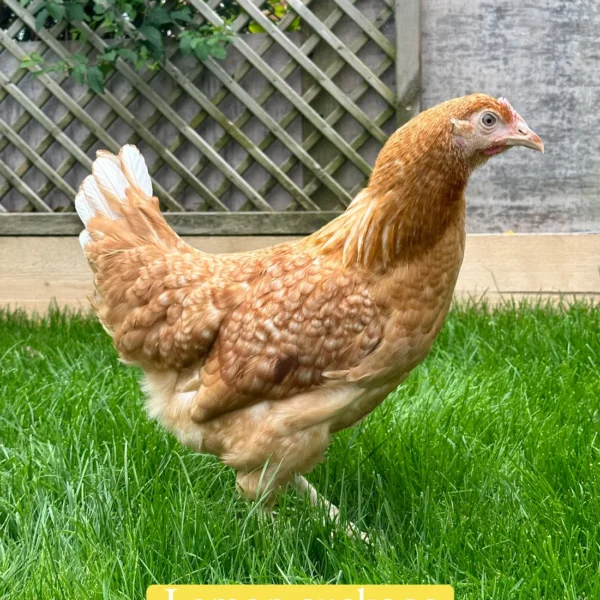 Lemon cuckoo hens