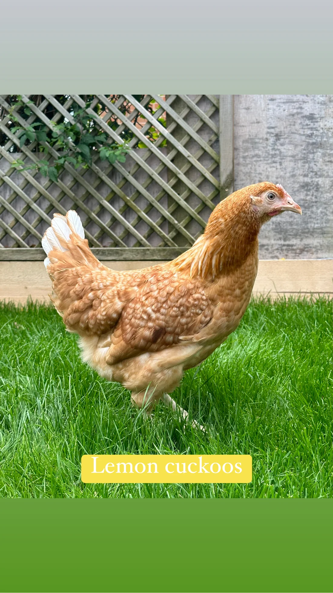 F91F0C3D-345A-4AA9-AB99-253E6D0CA83B Lemon cuckoo hens - Image 1