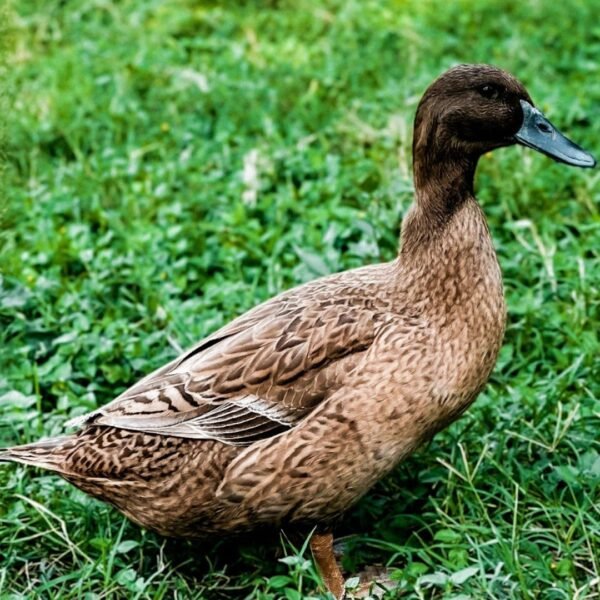Khaki Campbell Ducks