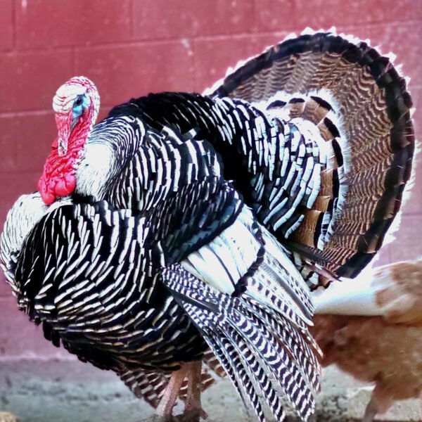 Narragansett Turkeys