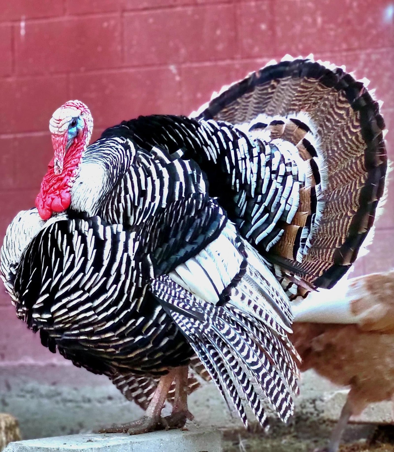 Narragansett Narragansett Turkeys - Image 1