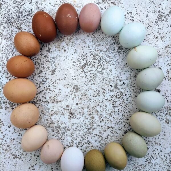 Rainbow Egger™