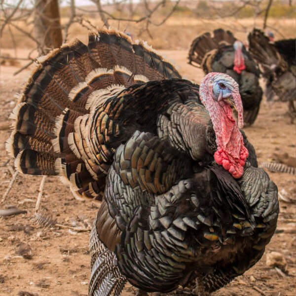 Standard Bronze Turkeys