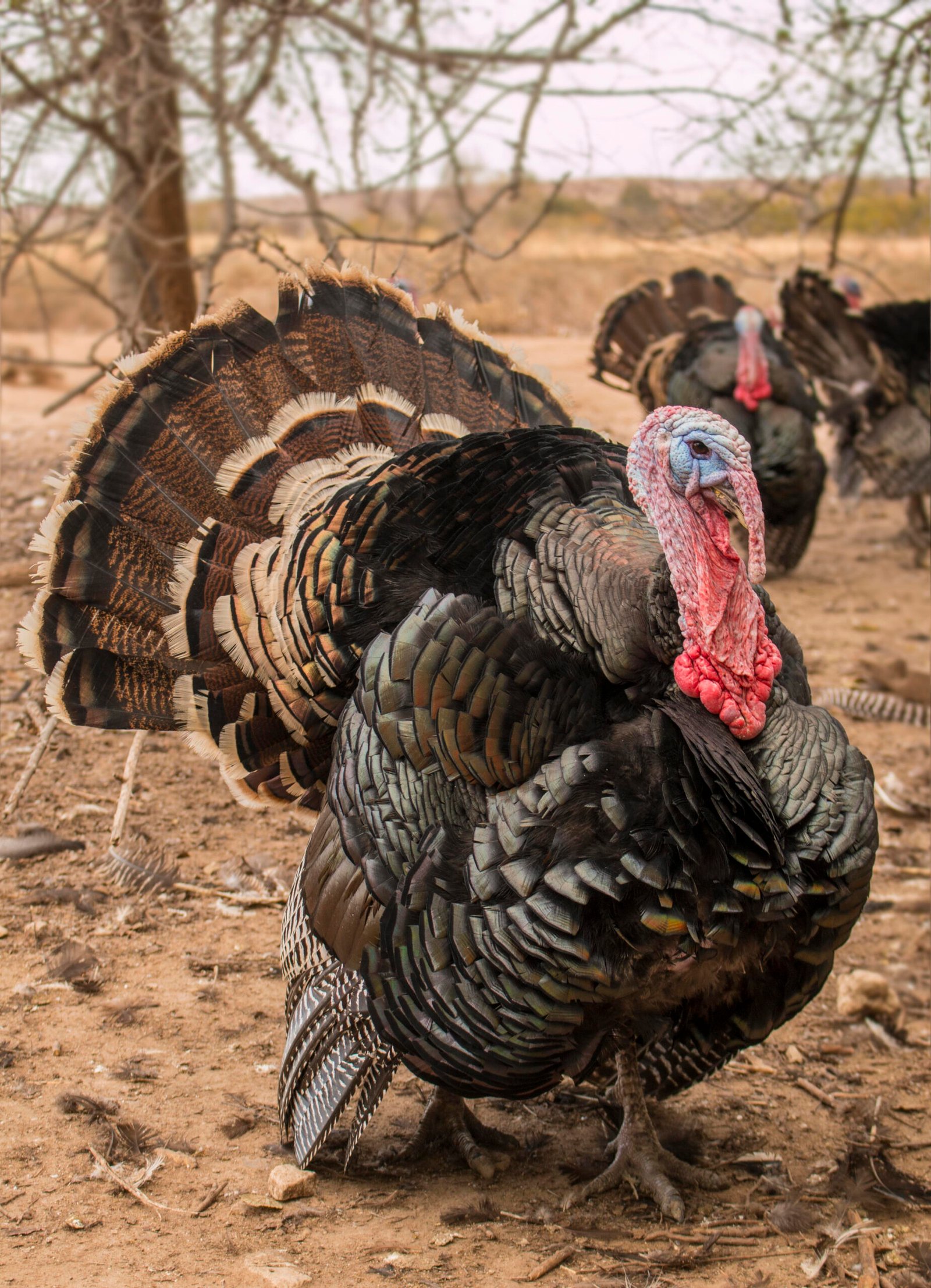 Standard-Bronze-Turkey-3 Standard Bronze Turkeys - Image 1