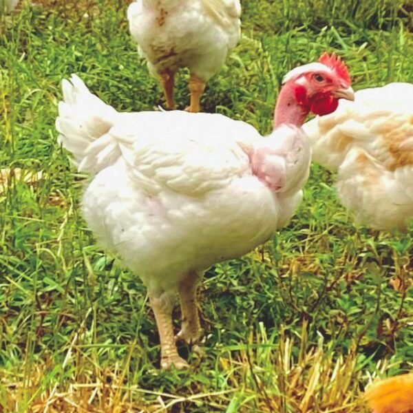Pioneer Chicken