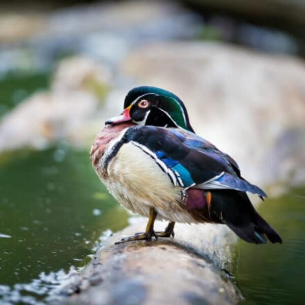 Wood Duck Yearling Pair
